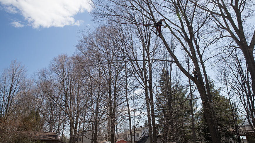 Services professionnels élagage arbres à à Laval-sur-le-lac