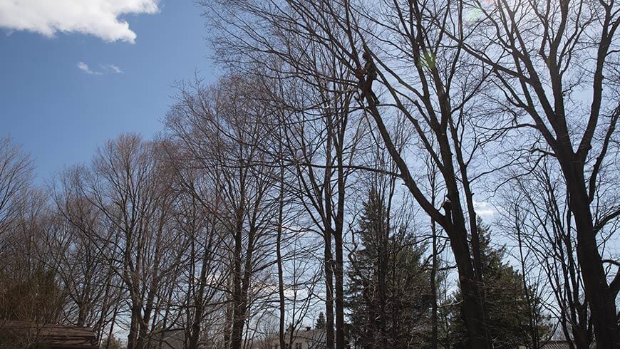 Services professionnels émondage arbres à Laval-sur-le-lac