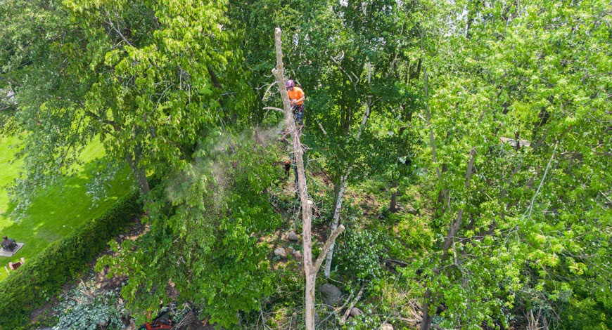 Services professionnels en abattage d'arbres à Ste-Marthe-sur-le-Lac