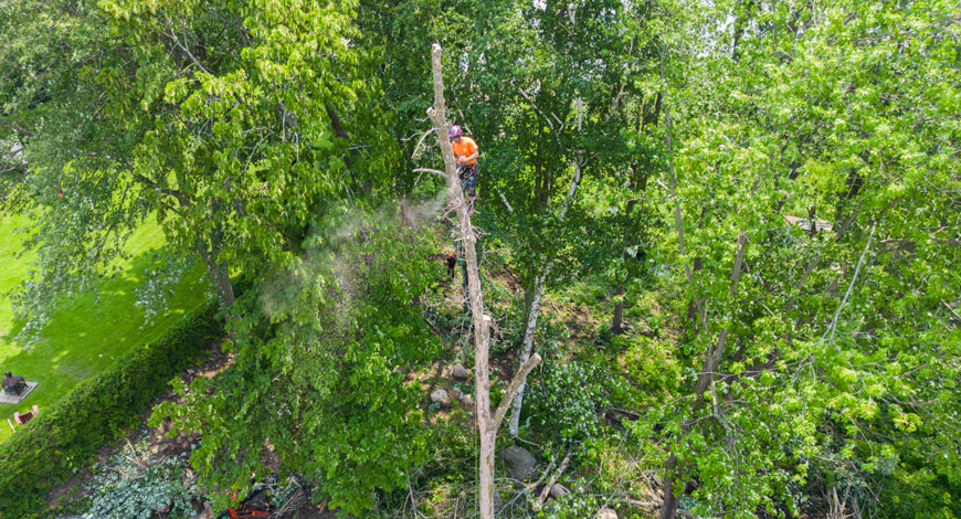 Services professionnels en abattage d'arbres à Pointe-Calumet