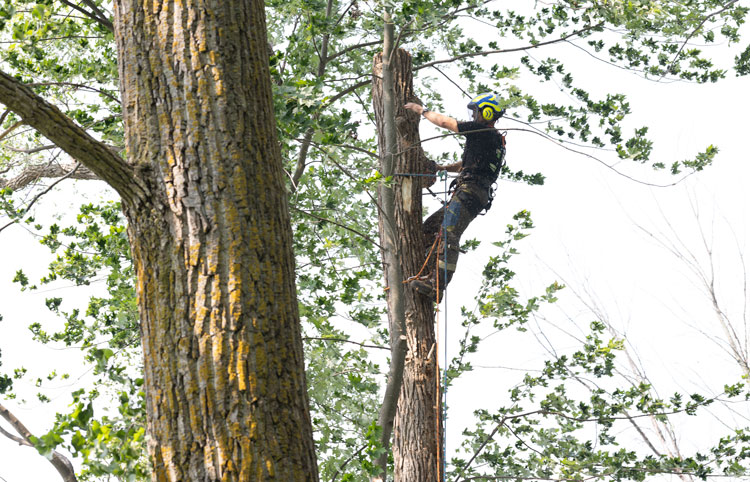 Émondage et élagage d'arbres