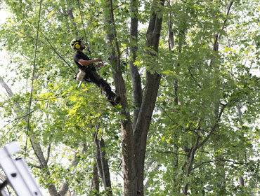 Abattage d'un arbre malade sur la Rive-Nord de Montréal