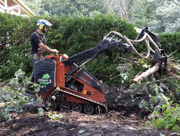 Coupe d'arbres - intervention d'urgence