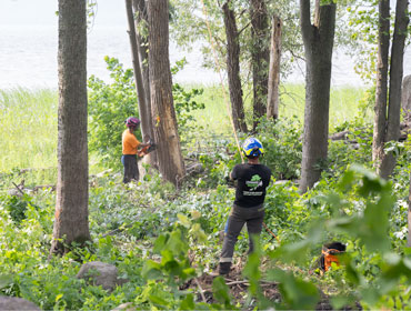 Coupe d'arbres en ville près des fils - Laval et Montréal