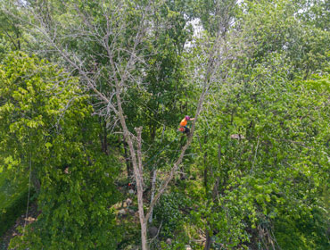 Émondage et abattage d'arbres peu importe la taille et la hauteur