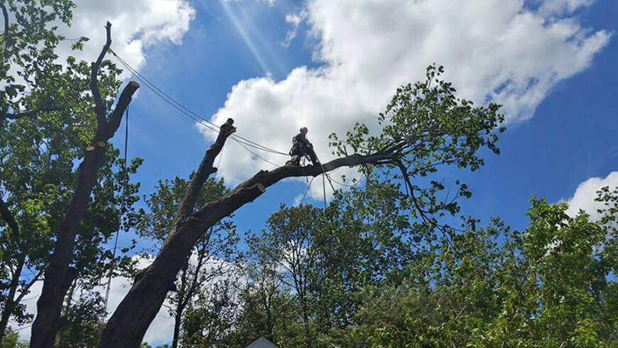 Services professionnels en abattage d'arbres à Laval, Montréal et Rive-Nord